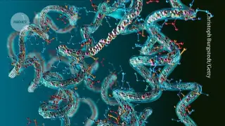 Dark proteins rebranded as peptideins to map hidden biology