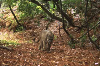 Tiny California preserve reveals how mountain lions reshape local ecosystems