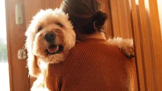 Is My Pet Allergic? A Vet-Guided Guide to Pet Allergies