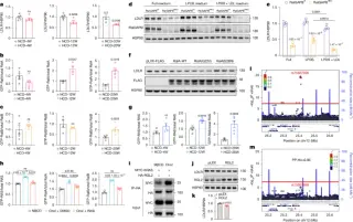 Cholesterol triggers a Ral-driven LDLR turnover pathway in the liver
