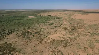 China’s Great Green Wall: planted forests outpace natural forests in leaf growth