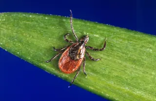 Early Spring Tick Surge Pushes ERs Toward Spike in Bites
