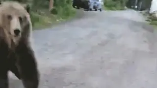 Grizzly Stalks Woman During Canadian Morning Dog Walk