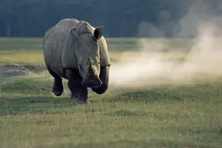 Rhino Charges: Short Bursts at Top Speed and How to Evade