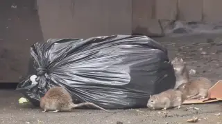 New York City's Mice Evolve Against Common Poisons, Rutgers Study Finds