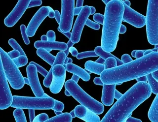 Common sweeteners can disrupt gut bacteria, especially with medications, Cambridge study finds