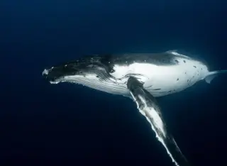 The 52-Hertz Whale: A Signal That Challenges How We Listen