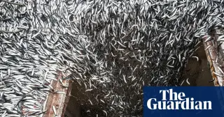 Peru Halts Anchoveta Fishing Amid Record El Niño, Triggering Global Supply Crisis
