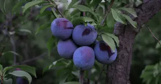 Small Fruit, Big Health: How Plums Benefit Brain, Heart, and Bones