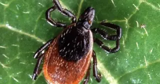 Majority of Wisconsin deer ticks tested carry Lyme disease bacteria