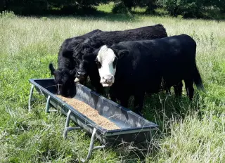 Marshall Blames Biden for Screwworms in U.S. Cattle