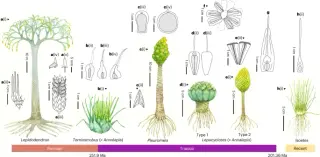 CAM-like photosynthesis may have aided lycophytes through the Permian–Triassic crisis