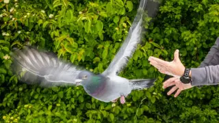 Pigeons use liver macrophages as a magnetic compass
