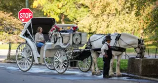 NYC Council Passes Ban on Central Park Horse Carriages, Ending 150-Year Tradition
