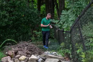 Wolbachia-infected male mosquitoes deployed across D.C. and Maryland to curb bites