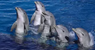 Dolphins' signature whistles function as lifelong personal names, new evidence shows