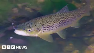 Chalk River Restoration in Hertfordshire Aims to Safeguard Brown Trout Spawning