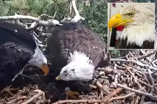Shadow Rebounds with New Mate at Big Bear Nest After Jackie’s Death