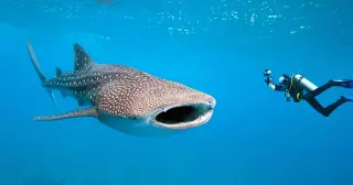 Whale Sharks Reveal Hidden Foraging Tricks With On-Body Cameras