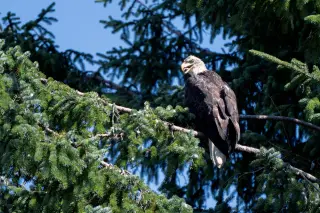 Salmon, Eagles, and the Living Web of Alaska’s Eagle River