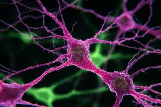 Zebrafish Drug Screen Targets Autism Genes, Spotlighting Levocarnitine