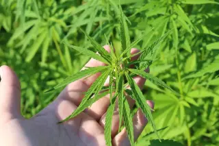 Senate moves to pause hemp ban, steering toward regulations