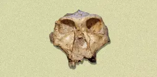 Should Homo expand to include Australopithecus and Paranthropus?