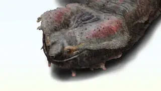 Peruvian Fossil Reveals Record-Breaking Size for Extinct Freshwater Turtle