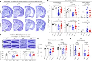 Peripheral dendritic cell priming drives CD8+ T cell–mediated tau neurodegeneration