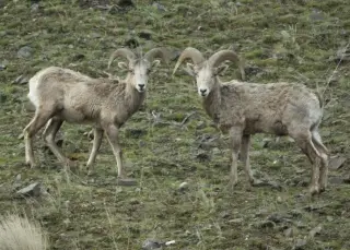 Bacteria linked to fatal pneumonia detected in Oregon’s biggest bighorn herd