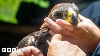 Golden Eagle Chick Fledges on Grouse Moor, Marking Conservation Milestone in Southern Scotland