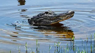 Triathlete Survives Alligator Encounter During Training, Eyes Ironman Comeback