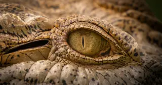 Crocodile kin beats dinosaurs to beaked, two-legged form by 212 million years