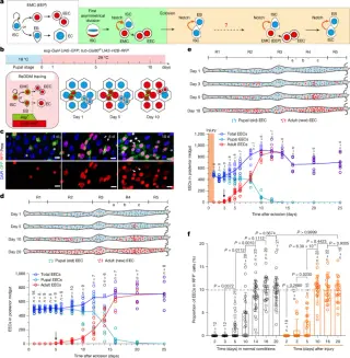Epigenetic division counter times stem cell fate in the Drosophila gut