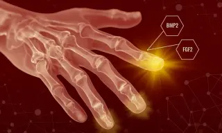 Two-Growth-Factor Trick Sparks Regeneration in Mice, Skipping Scar Formation