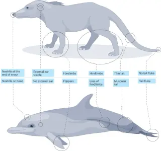 From land to ocean: the sweeping evolution of whales