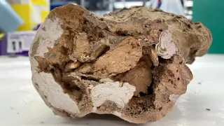 Ancient collagen found in 66-million-year-old Edmontosaurus fossil reshapes fossil biology