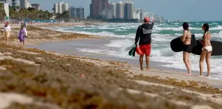 Self-sustaining Sargassum Belt Could Make Beach Blooms a Permanent Challenge and a New Resource