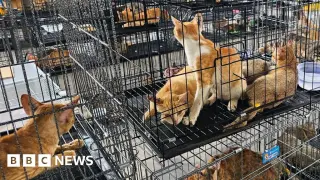 Vietnam Police Dismantle Cat-Theft Ring, Rescue Over 400 Cats