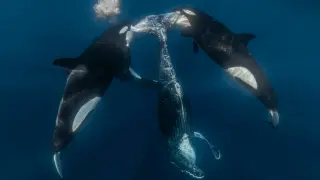 Sea Stories in Focus: Ocean Photographer of the Year Finalists