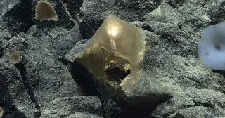 Deep-Sea Golden Orb Finally Identified as Giant Sea Anemone Remnant