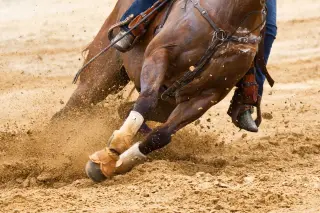Las Vegas barrel racing shock: teen accused of stabbing three horses