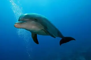 Australian Dolphin 'Bubbles' Forces Fish to Regurgitate Meals in Novel Feeding Strategy