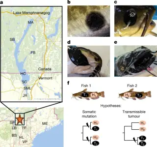 Contagious cancer lineage uncovered in brown bullhead melanoma