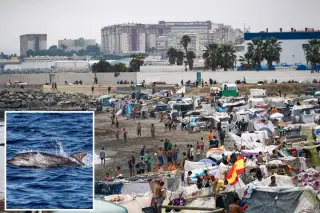 Ceuta beach celebration sparks outrage after video shows migrants beating a baby dolphin