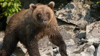Bear spray halts brown bear attack on Alaska trail, runner hospitalized