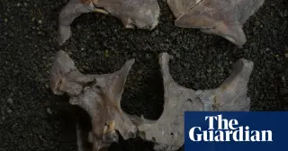 25,000-year-old Sulawesi foragers show earliest evidence of mind-altering betel-nut use