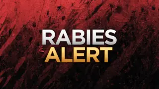 Bexar County records first dog rabies case in over a decade, spurring vaccination drive