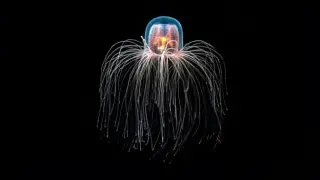 Immortal Jellyfish Research Offers New Pathways for Reversing Age-Related Human Diseases
