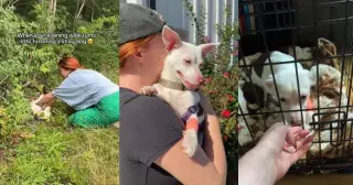 From Bushes to a Forever Home: Penny's Nashville Rescue